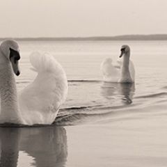 Кухонный фартук Фауна 029 МДФ матовый (3000) Fauna в Ханты-Мансийске - hanty-mansiysk.mebel24.online | фото