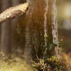 Кухонный фартук Фауна 038 МДФ матовый (3000) Fauna в Ханты-Мансийске - hanty-mansiysk.mebel24.online | фото
